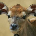 Image of a deer to help illustrate how to memorize spellings quickly using cute animals