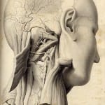 Asch_-_Dissertation_(Illustration)