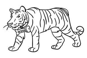 Image of a tiger for memorizing a number with the Major System or major method
