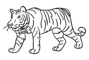 Image of a tiger for memorizing a number with the Major System or major method