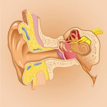 Illustration of ear for MMM Podcast and blog on memorizing Human anatomy with a memory palace