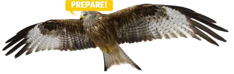 Illustration of Red Kit Eagle To Illustrate How Preparation Helps You Study Fast Magnetic Memory Method Blog
