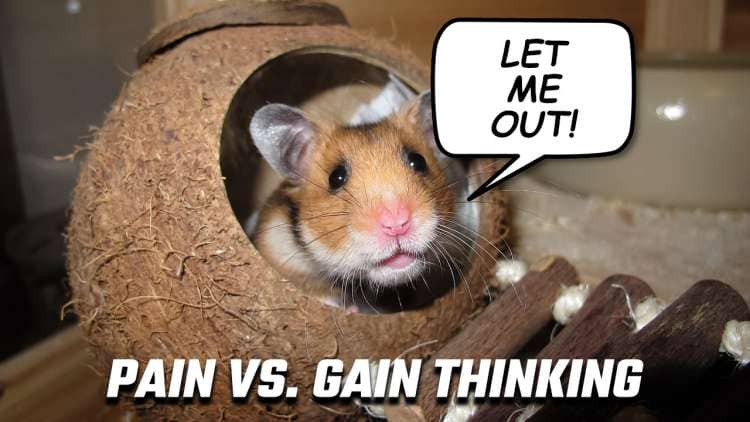 Image of a hamster trapped in pain vs gain thinking