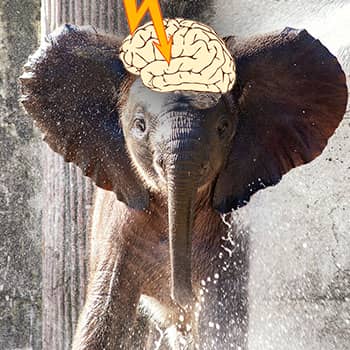Image of an elephant with a human brain struck by lightning to express a concept related to neurobics