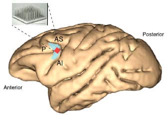 Anterior and Posterior cortex of the brain