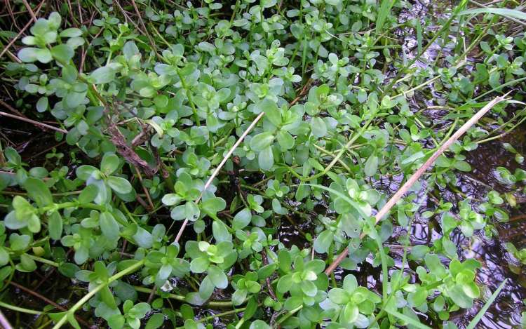 Bacopa Monnieri, or waterhyssop, growing in a stream bed.