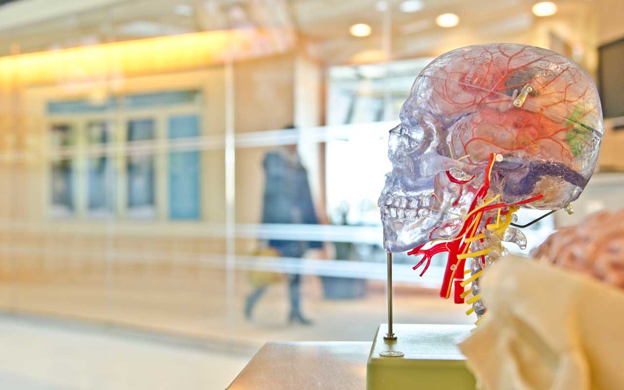 Selective attention is a great example of contextual modulation in the brain. Model of the brain pictured.