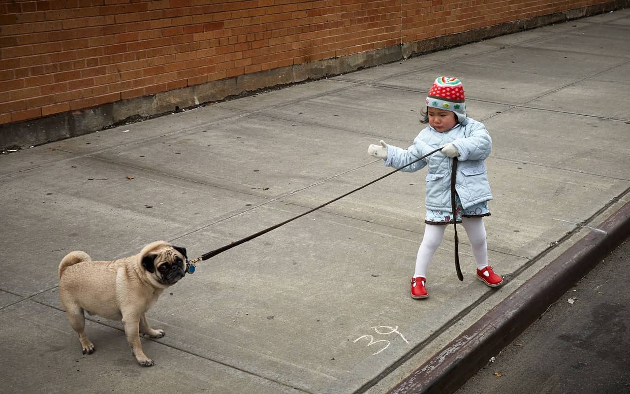 Distraction can result from impaired selective memory. Photo of pug pulling on a leash, led by small child.