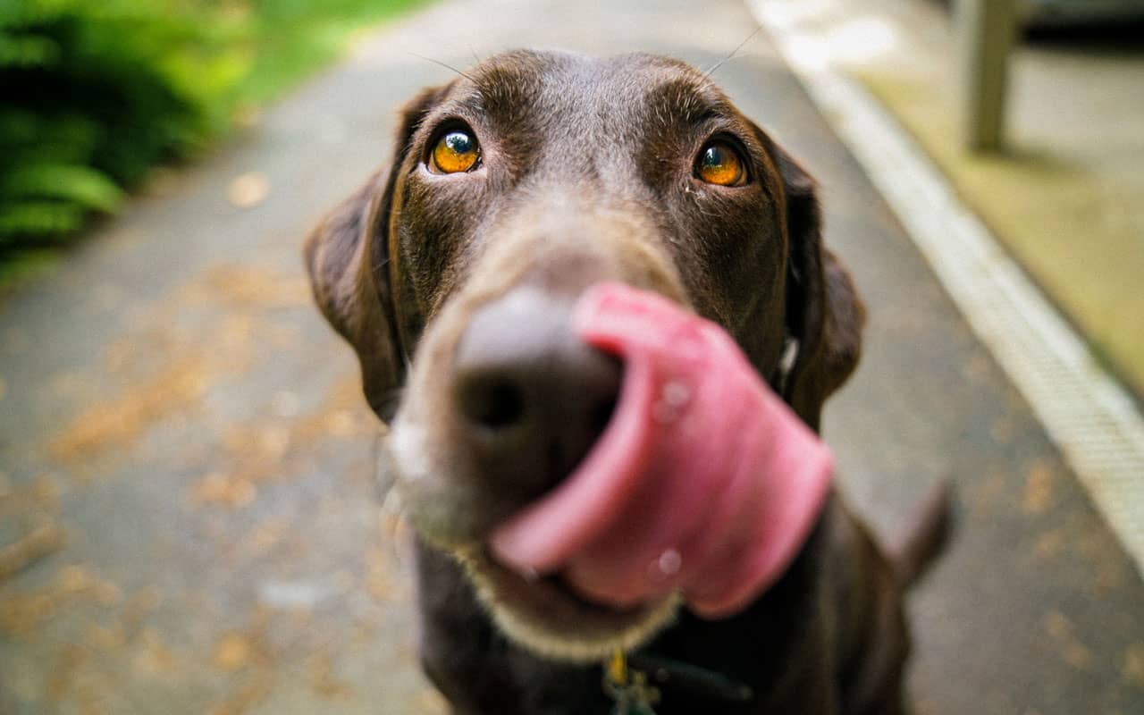 Classical conditioning like in Pavlov's dog experiments