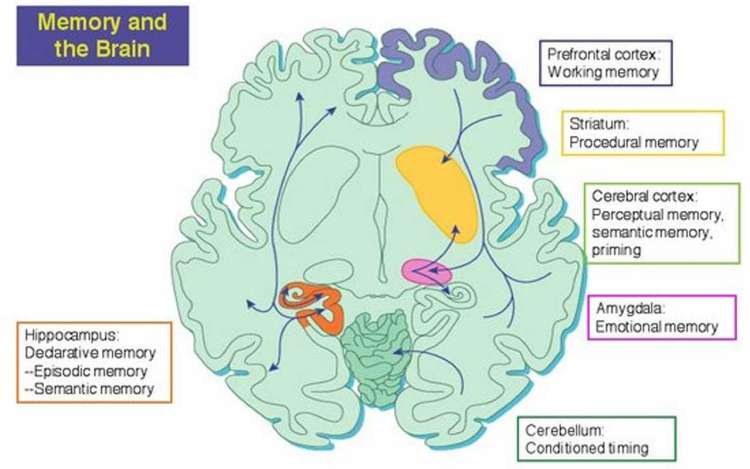 Parts of the brain associated with memory