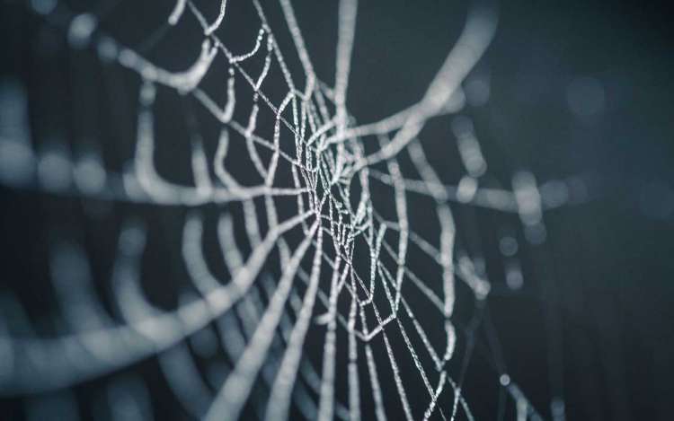 A spiderweb, like in the horror movie that your implicit memory now keeps you scared of spiders.
