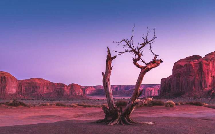 A dead desert tree at sunset, colored purple and pink.
