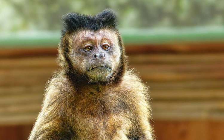 An unamused monkey, staring into space. Not quite the kind of monkey mind we're discussing here.