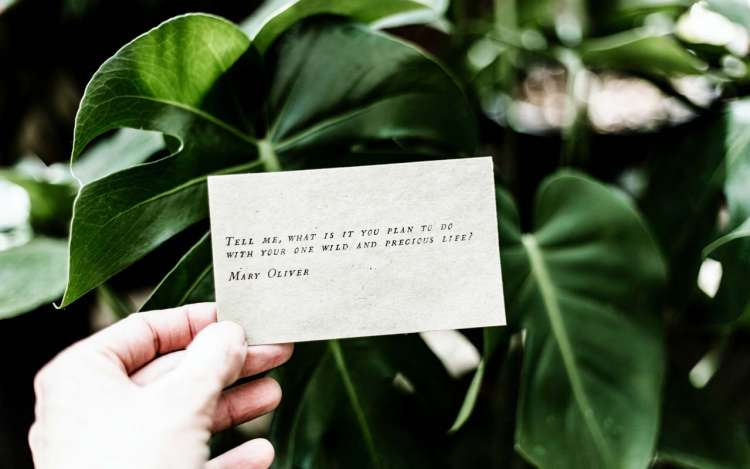 A card with Mary Oliver's poem "Tell me, what is it you plan to do with your one wild and precious life" in front of a green houseplant.