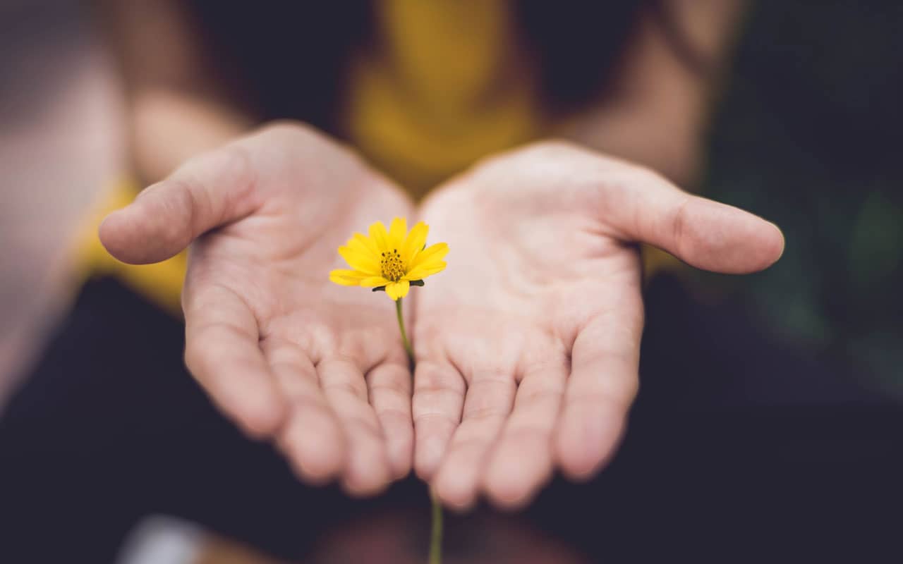 A person with open palms, with a yellow flower in between their palms.