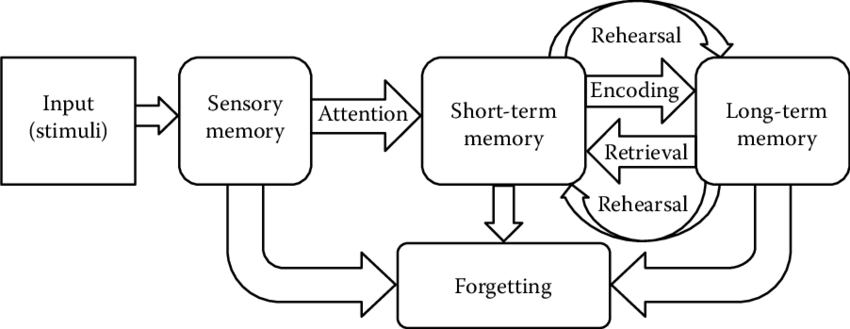 Atkinson Shiffrin Memory Model