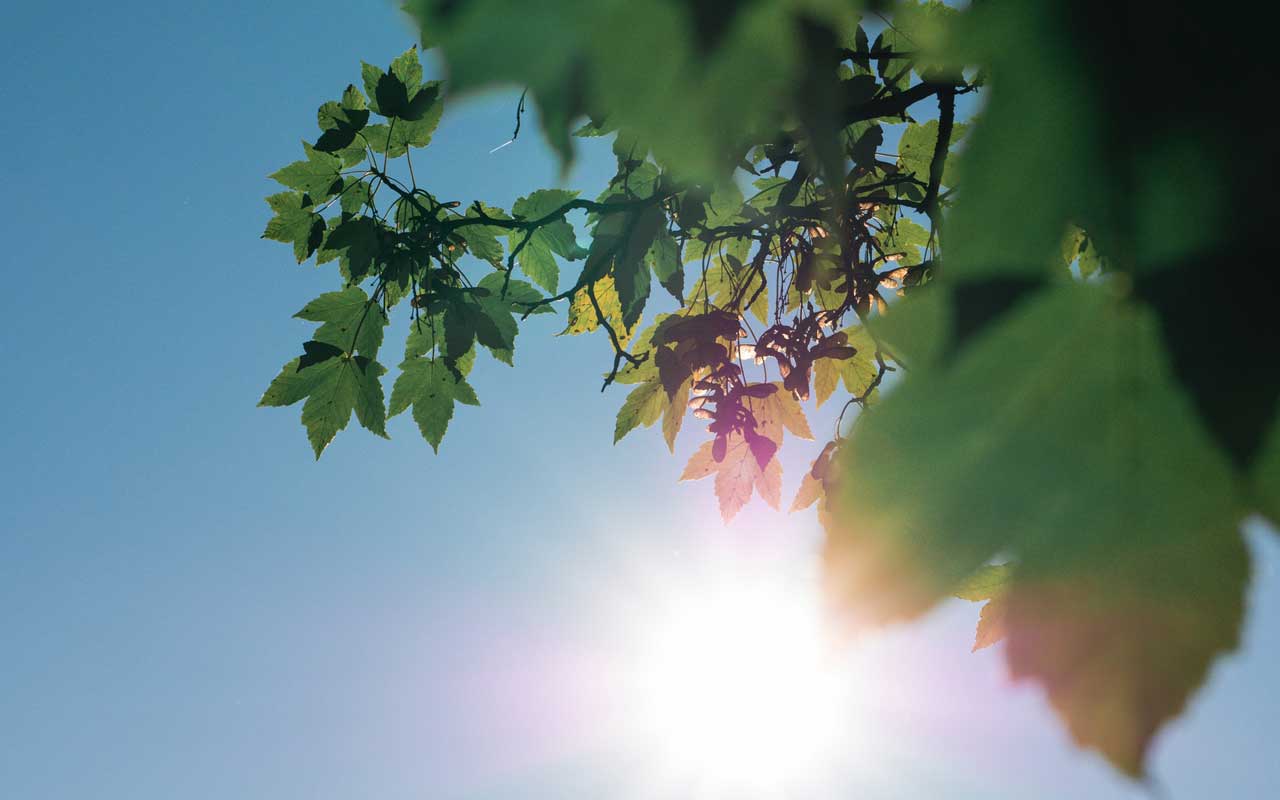 Looking up at the sky and sun through green leaves.