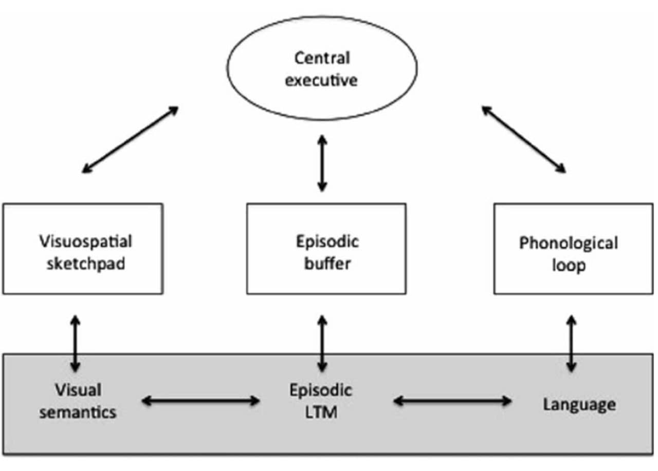 Baddeley’s model of working memory, complete with episodic buffer.