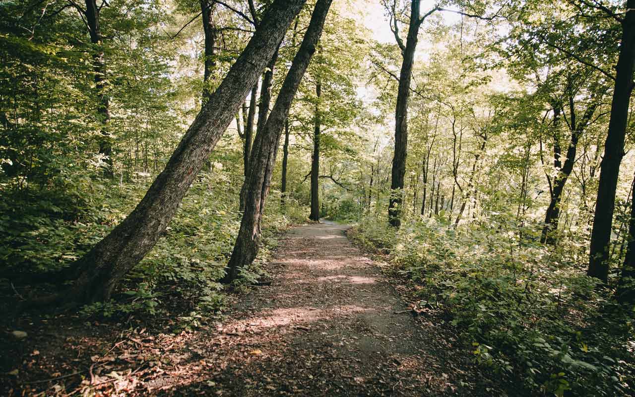 A dirt road through a wooded forest. Spending time in nature helps improve concentration.