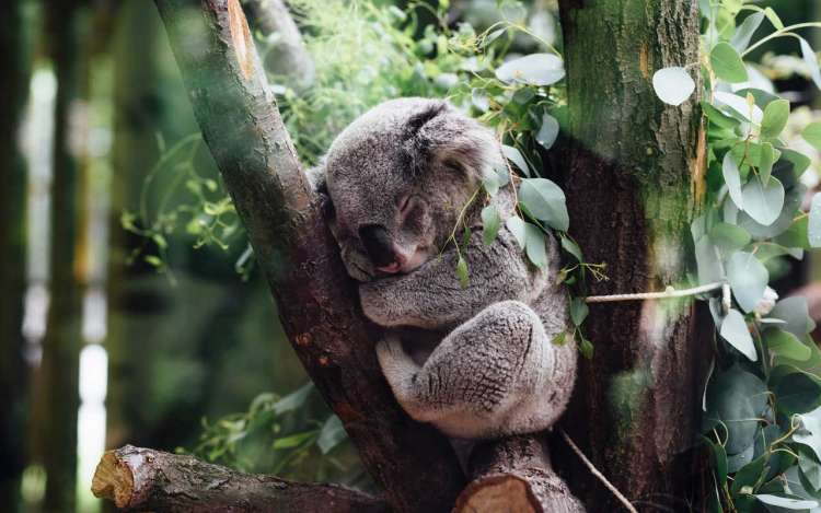 A koala sleeps in the crook of a tree.