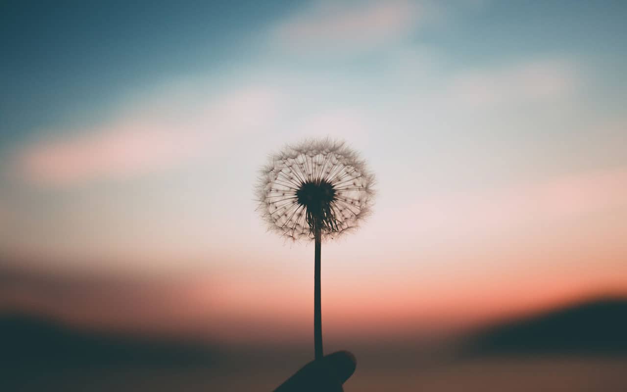 A dandelion seed head against a sunset. Mindfulness helps you be more aware and improve concentration.