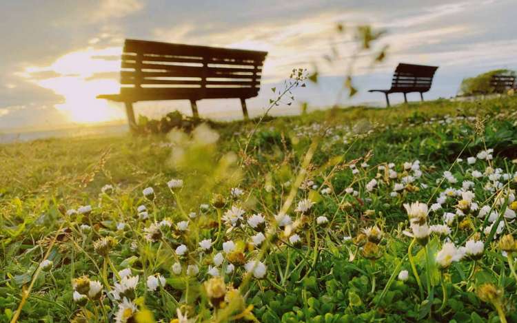 Park benches line a grassy field filled with wildflowers. You can use spatial anchors like a particular park you like to study in to help you concentrate on studies.