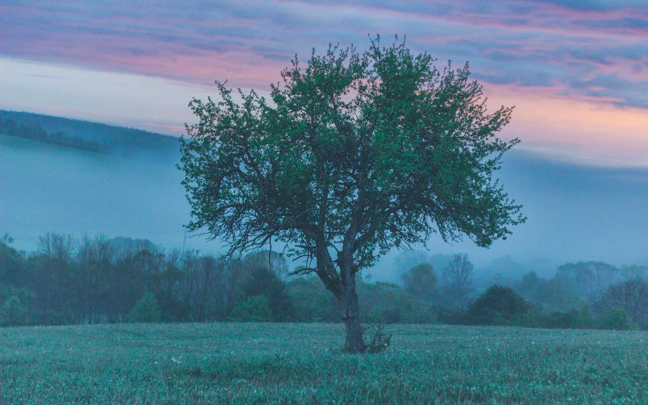 A tree at sunrise against a foggy mountain. This could be an image that comes to mind while using the KAVE COGS method.