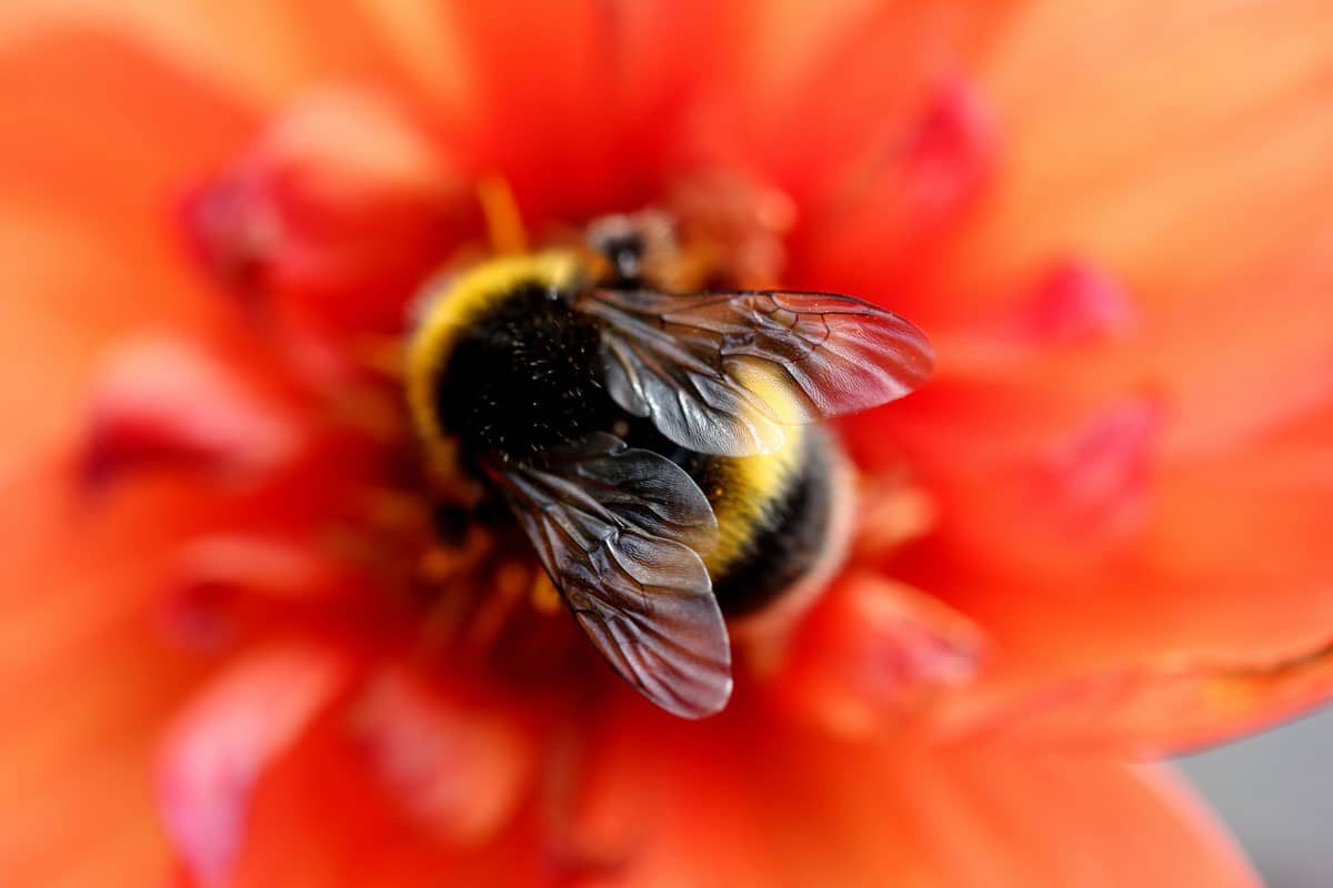 A fuzzy bumblebee sits in the center of a red flower.