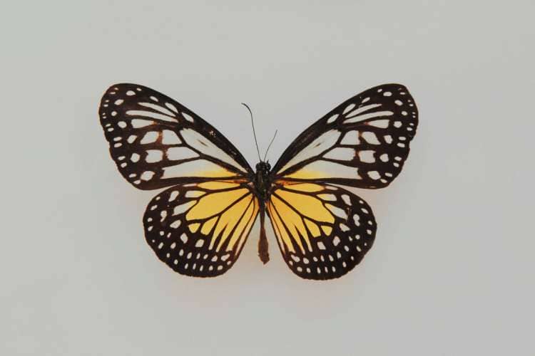 A hand painted drawing of a black and yellow butterfly. The thyroid gland is shaped like a butterfly.