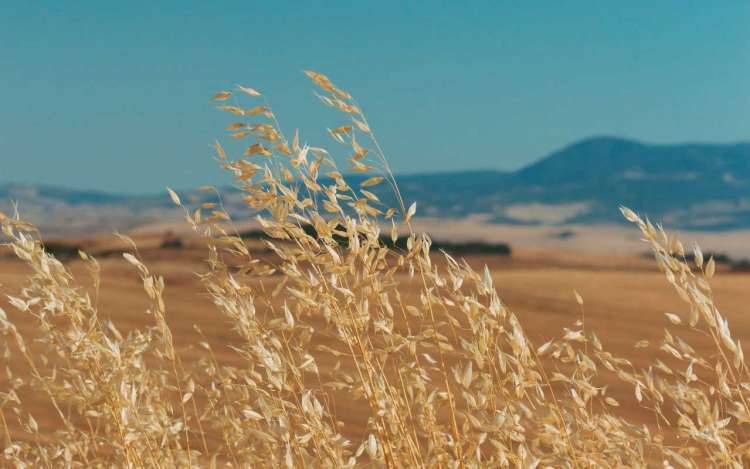 A field of wheat with blue mountains in the background, much like the imagery in this guided visualization.