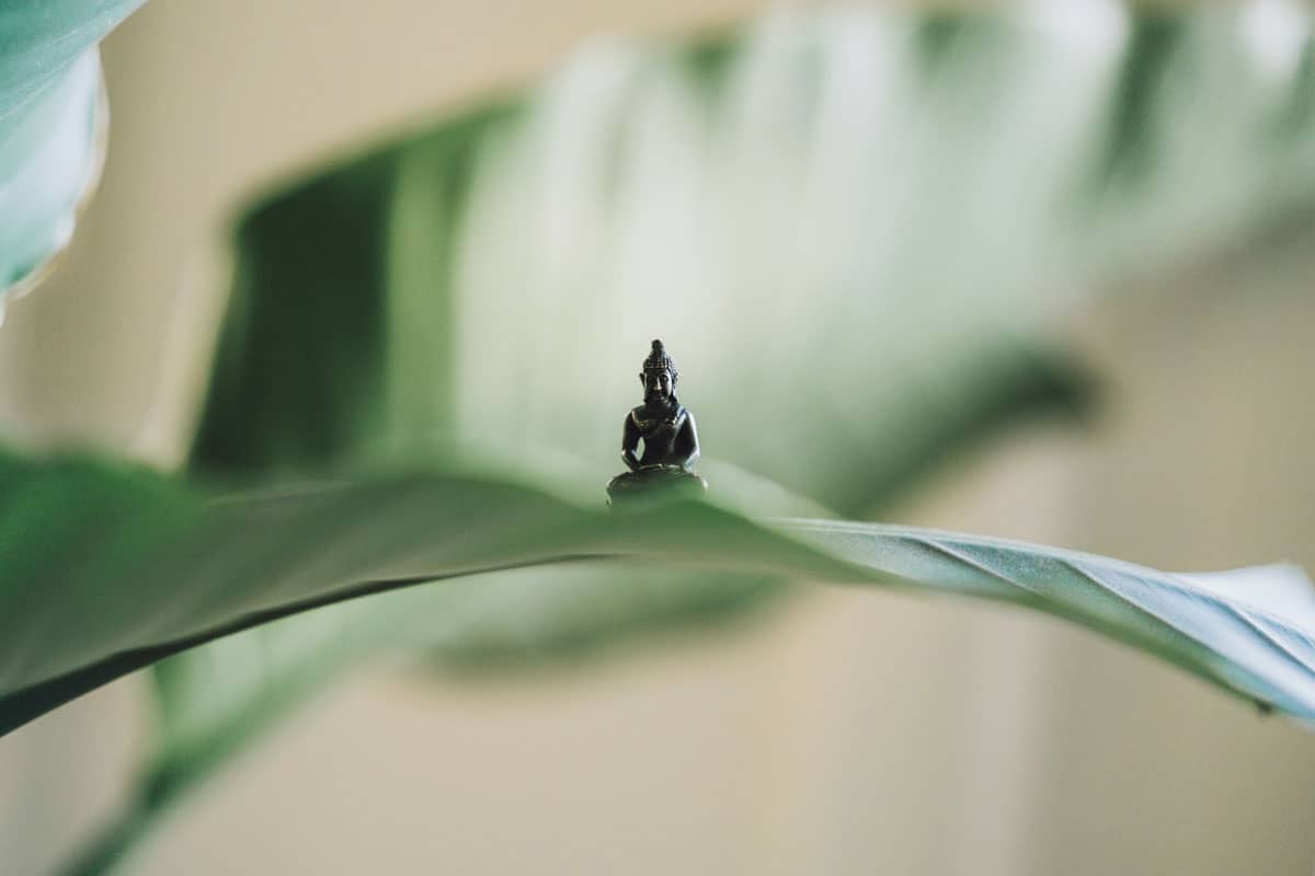 A tiny Buddha statue sits in the middle of the broad leaf of an indoor tropical houseplant.