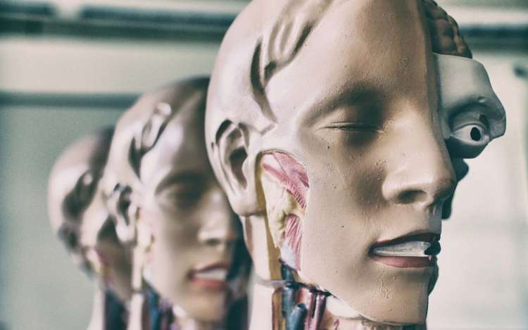 Anatomy models lined up in a row, showing a cross-section of the human head, including the muscles in the jaw.