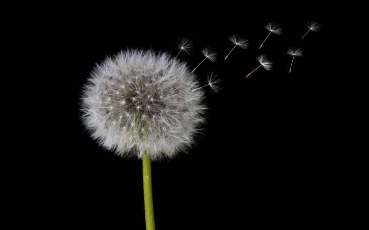 A dandelion seed head against a solid black background, with seeds floating away. Improving short-term memory can be improved.
