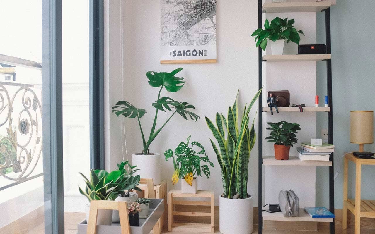 A bright study space with lots of houseplants and large windows that allow light into the room.