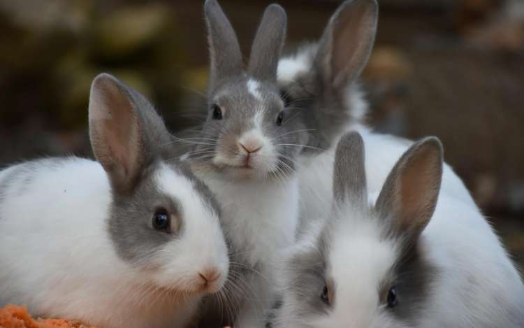 Four grey and white rabbits look into the camera. Don't chase too many rabbits while you're becoming multilingual.