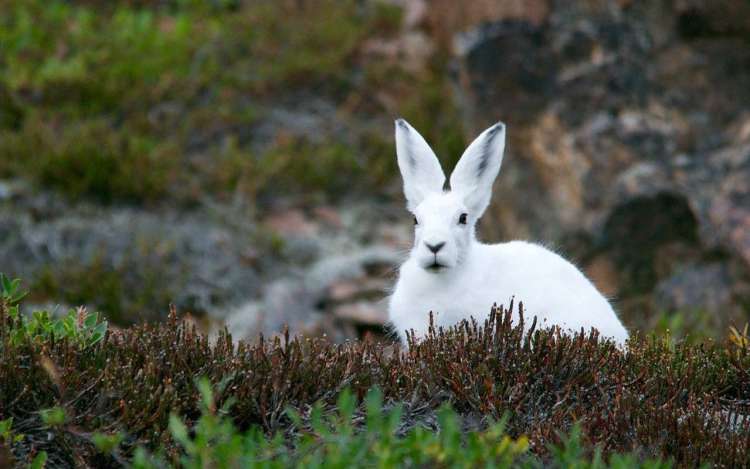 A white arctic hare, with giant upright ears, sits in an open area. As solar system mnemonics go, you can use the hare's ears to remember the planet Earth. 