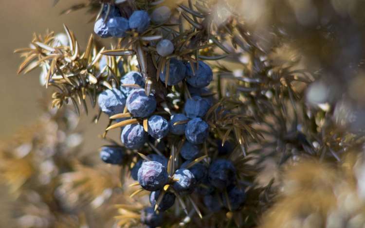 Juniper berries still on the tree. Juniper sounds similar enough to Jupiter that you can use the berries to help you remember the planets.