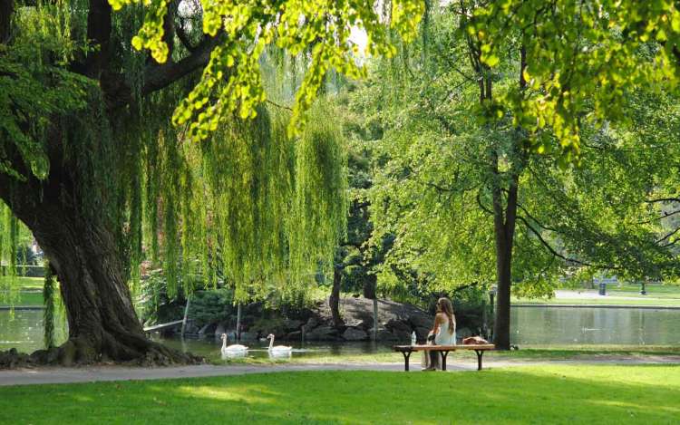 A person sits on a park bench under a giant weeping willow tree. Two swans float in the pond in front of them.