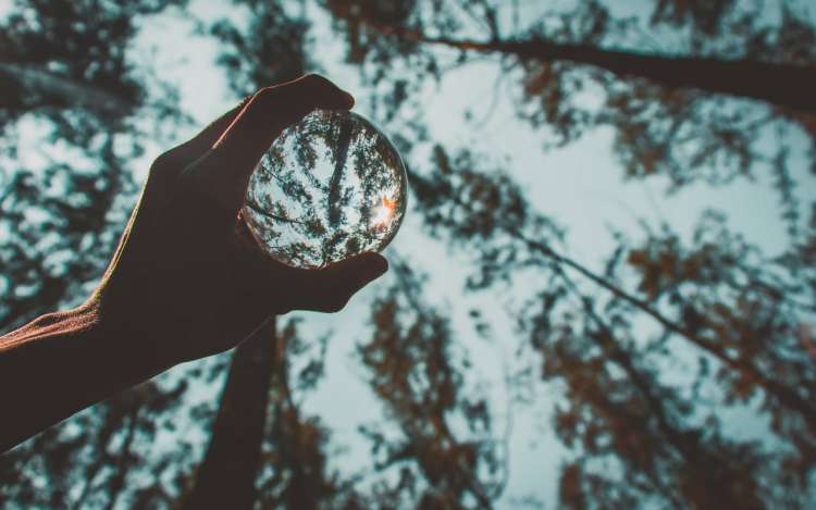 seeing tree leaves through a glass ball