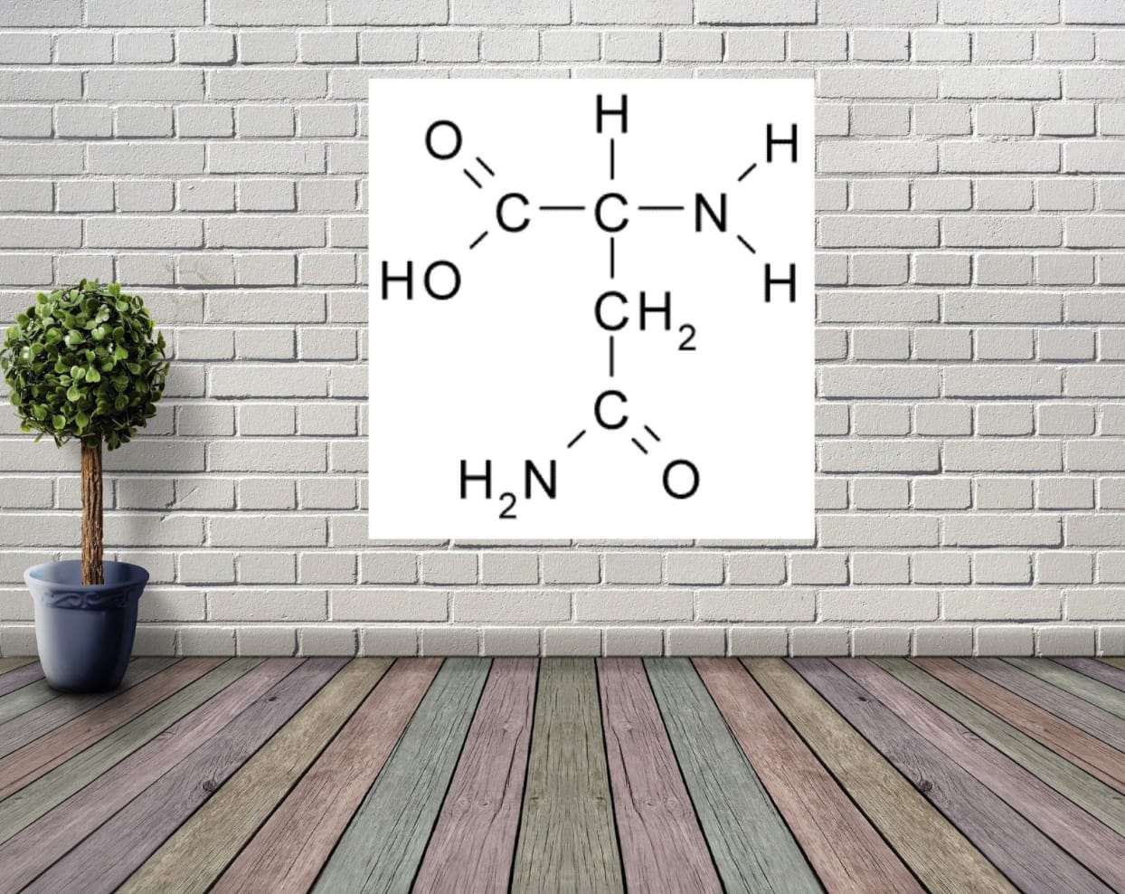 asparagine fischer projection
