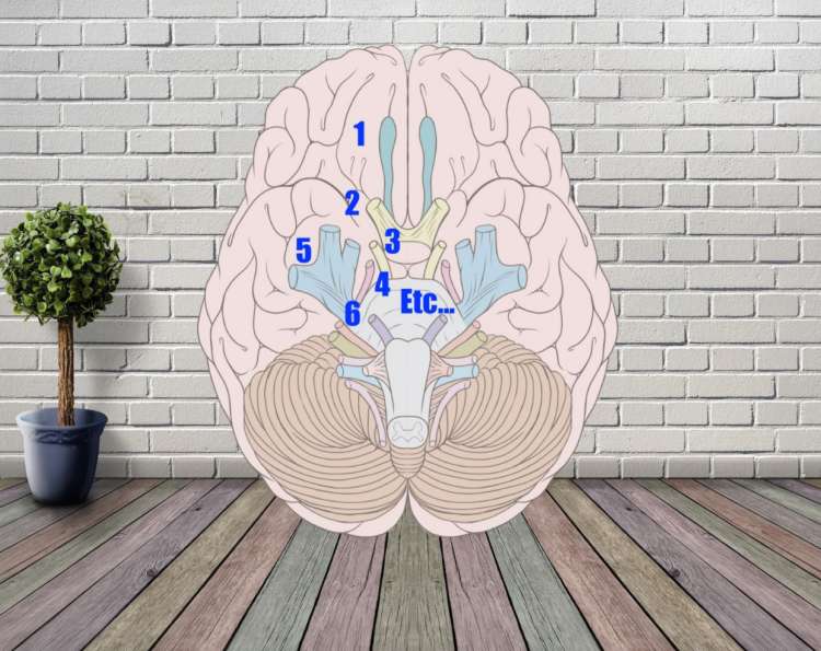 cranial nerves in a brain memory palace