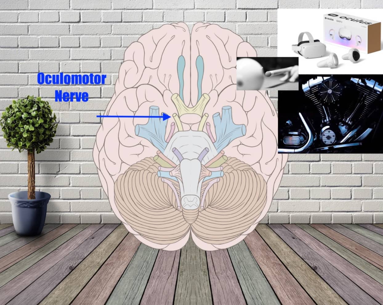 oculomotor nerve example