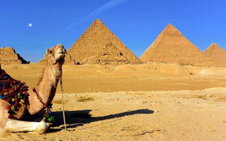 a camel and pyramids