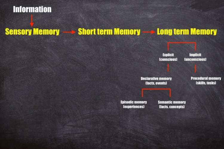 atkinson shiffrin three stage types of memory model