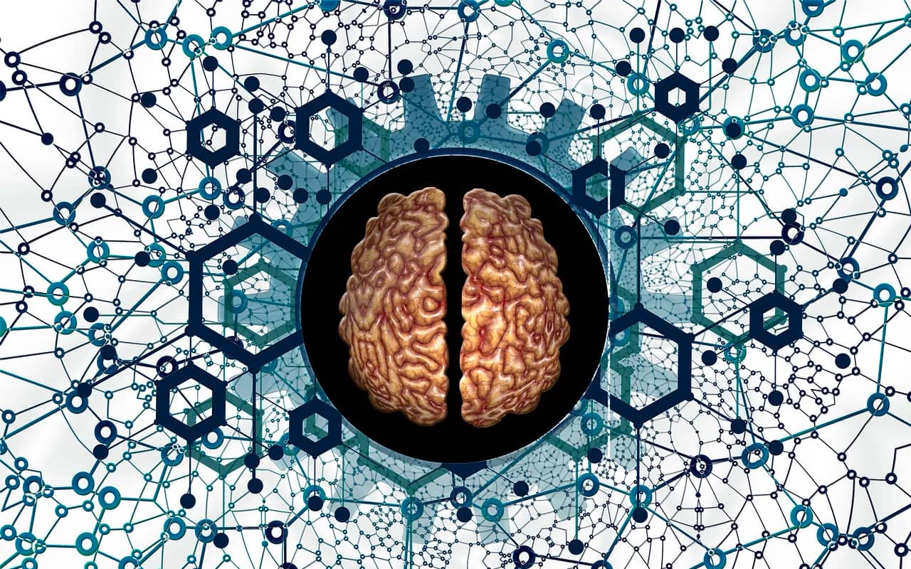 connections in the brain