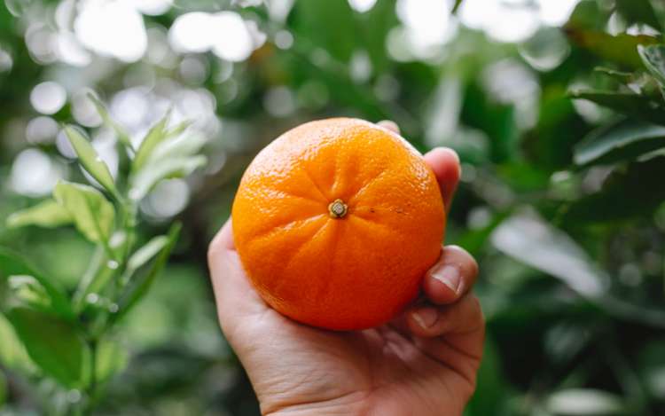 an orange in a hand