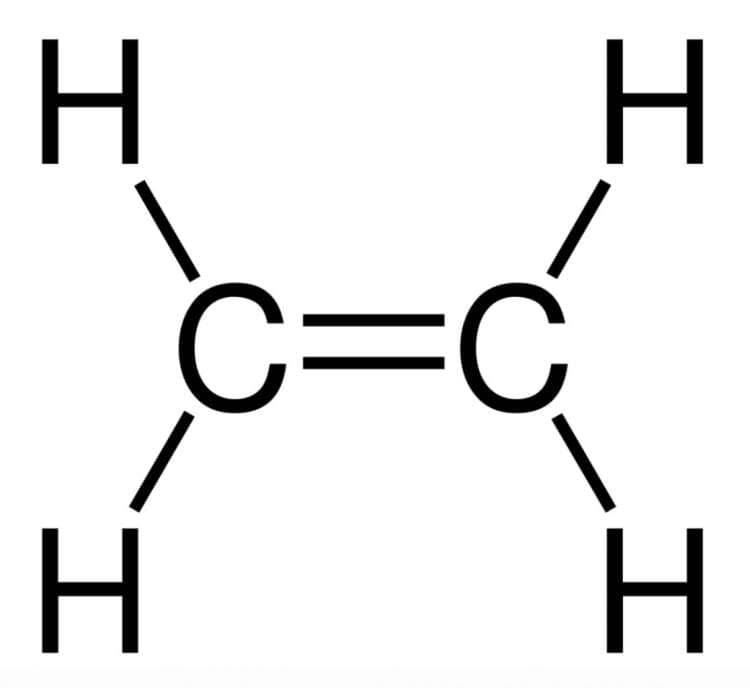 double bond example