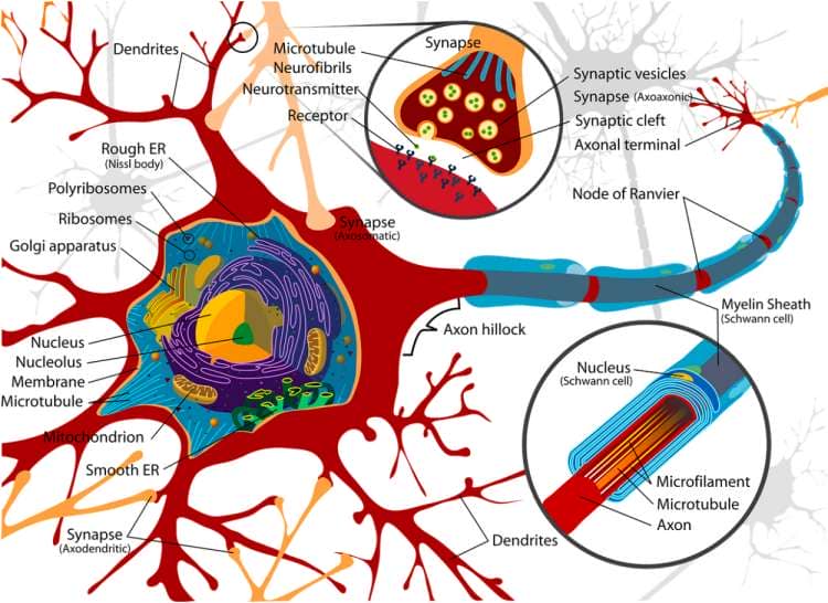 how memories are formed diagram highlighting dendritic spines and the myelin sheath