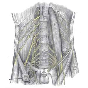 effective sacral plexus feature image