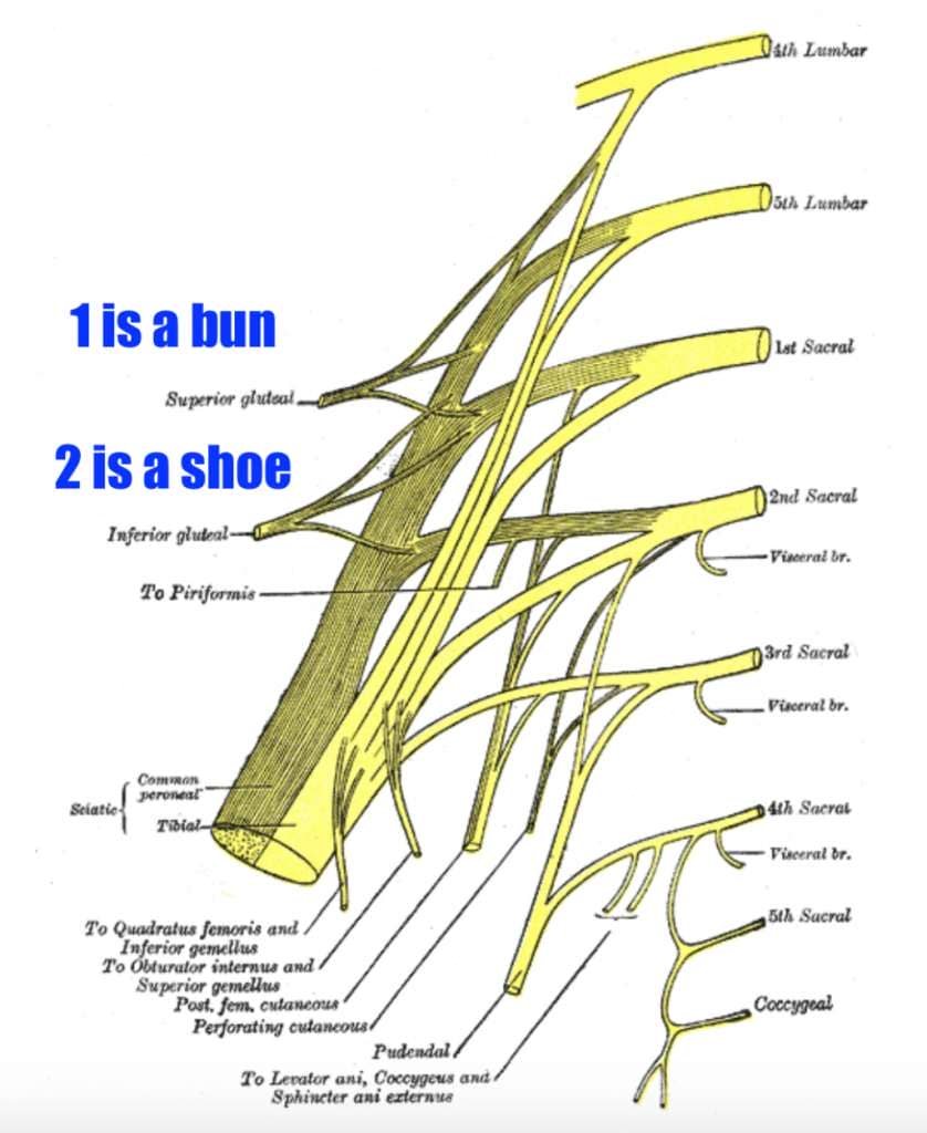 using a number rhyme system to remember the sacral and lumbar nerves